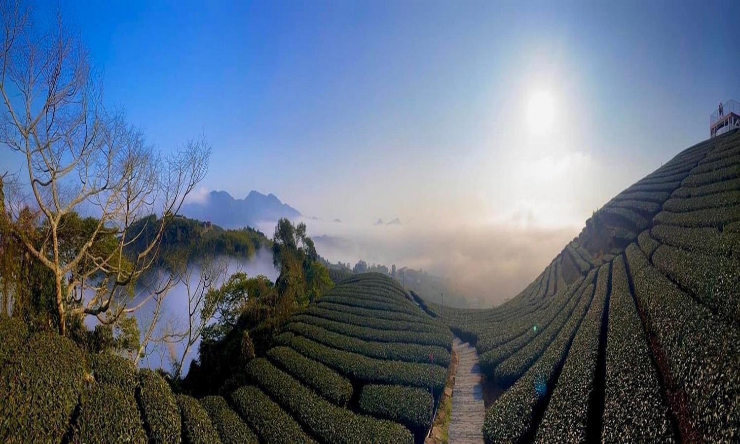 Gaodiyuan Tea B&B 高帝園茶業民宿 Meishan Eksteriør bilde