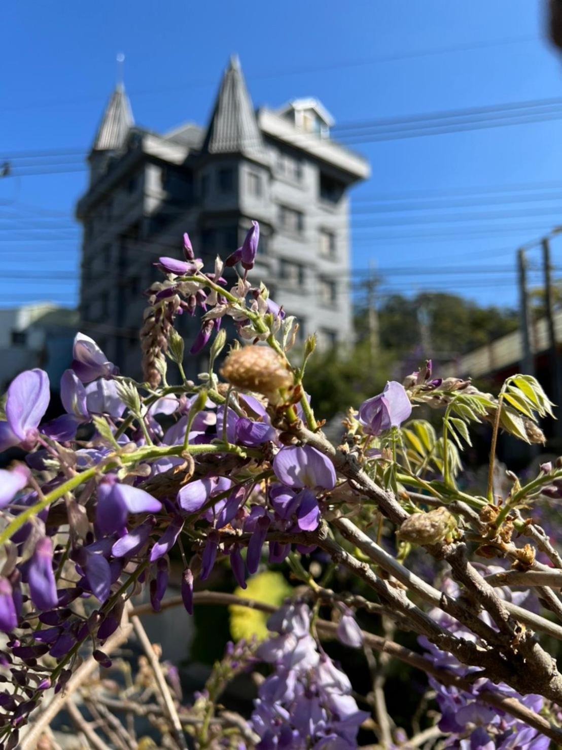 Gaodiyuan Tea B&B 高帝園茶業民宿 Meishan Eksteriør bilde