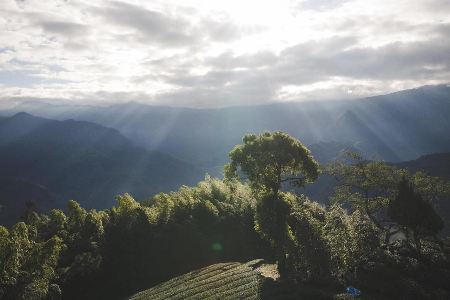 Gaodiyuan Tea B&B 高帝園茶業民宿 Meishan Eksteriør bilde