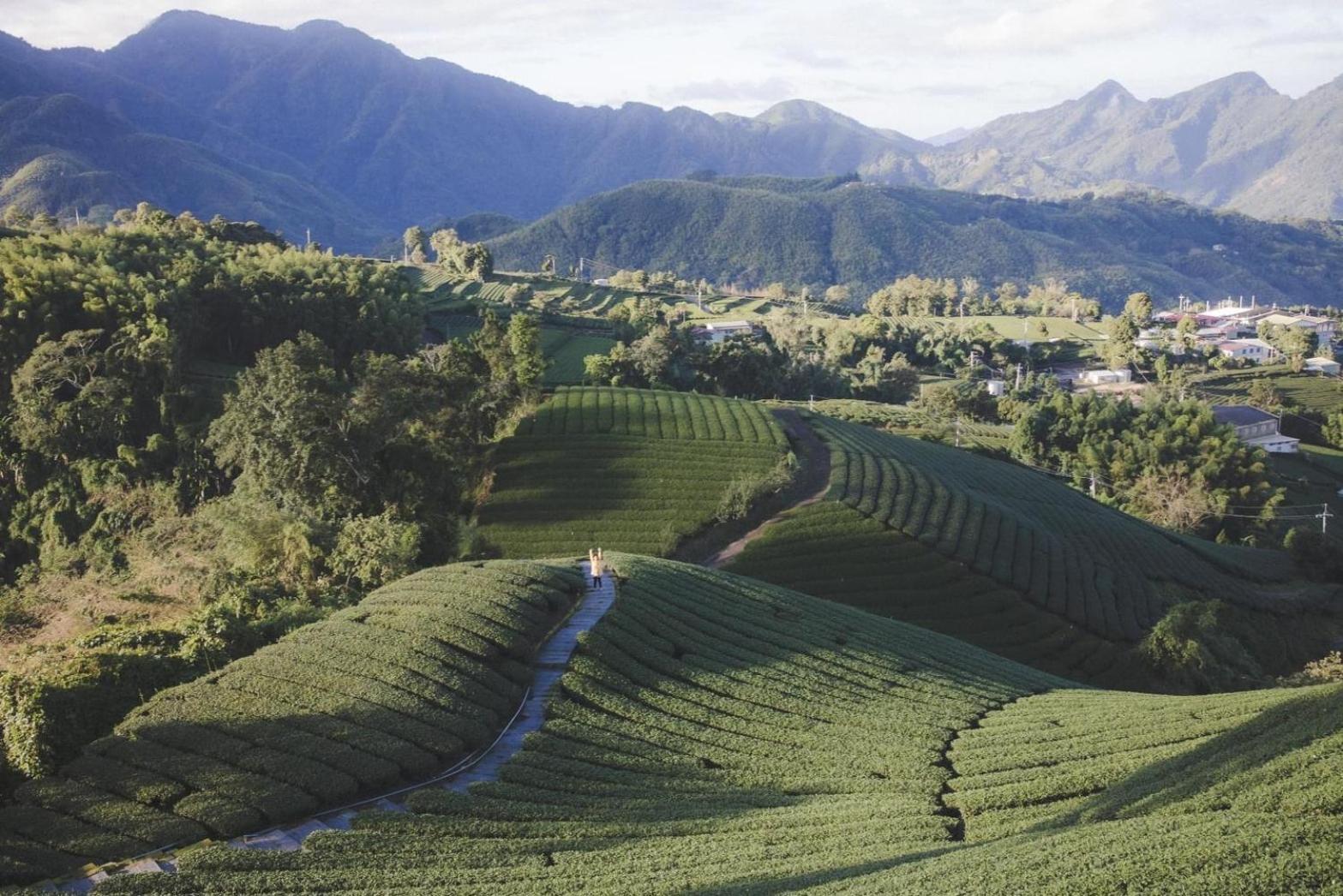 Gaodiyuan Tea B&B 高帝園茶業民宿 Meishan Eksteriør bilde